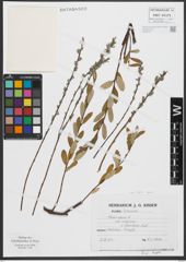 Foto von Salix repens L.